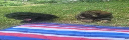 Shihpoo dogs for sale: Roxy - Ad 4
