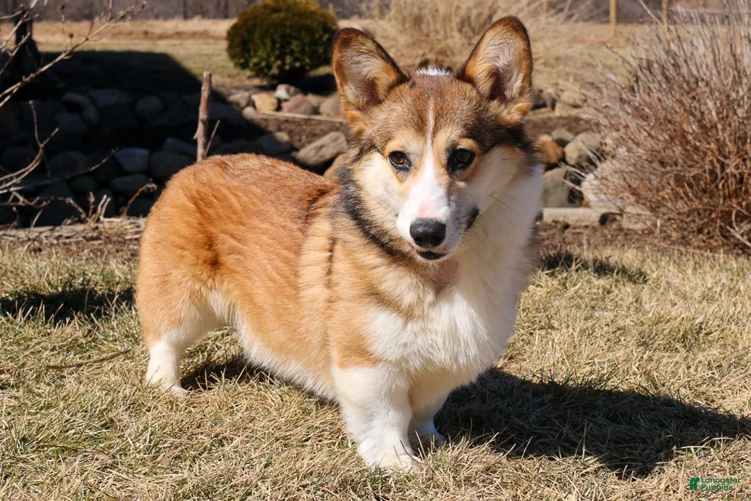 Welsh Corgi Pembroke dogs for sale: Mila Welsh Corgi Pembroke  - Ad 7