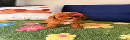 Cavapoo dogs for sale: Lily - Ad 3