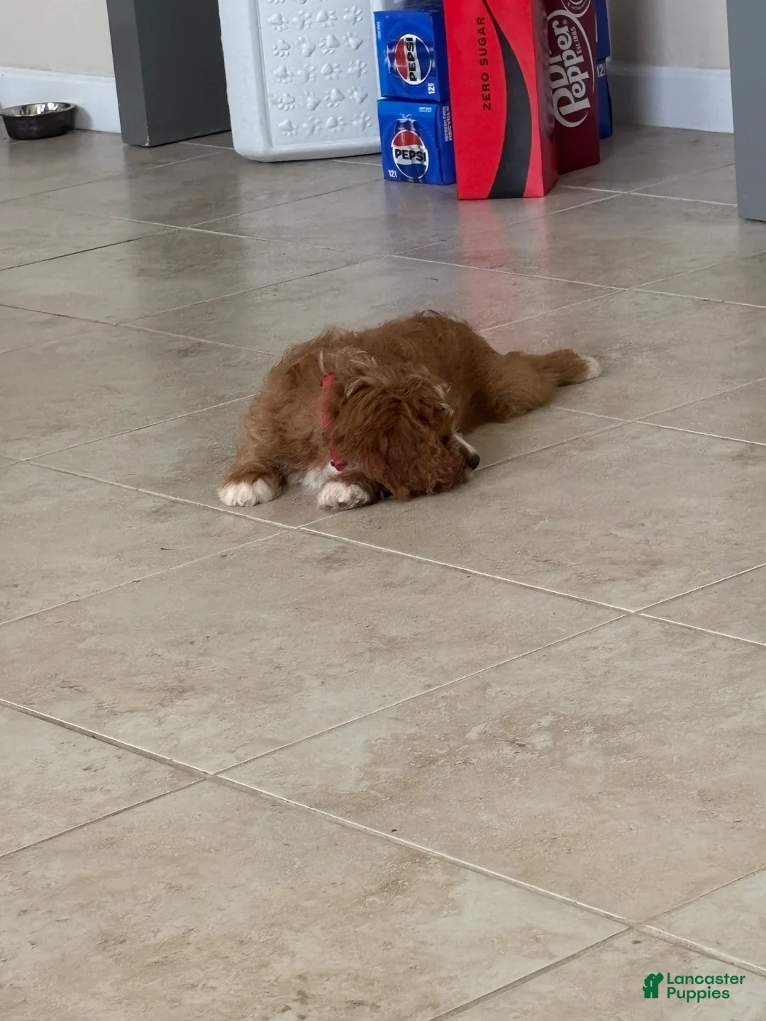 Cavapoo dogs for sale: Cavapoo Puppy 1 - Ad 6