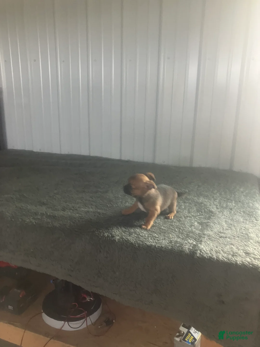 Chihuahua dogs for sale: Chihuahua Puppy 2 - Ad 5