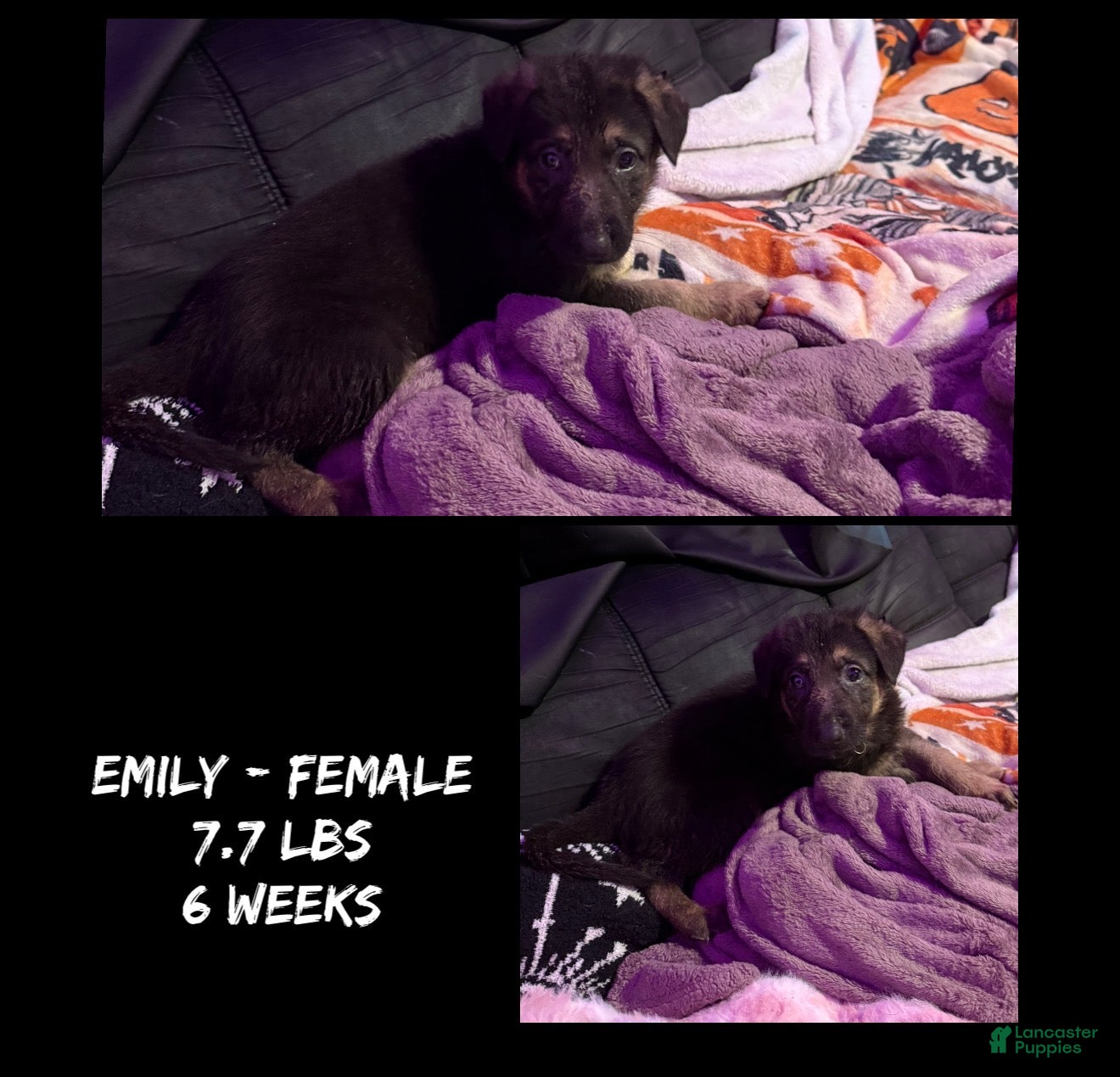 German Shepherd dogs Emily - Ad 1