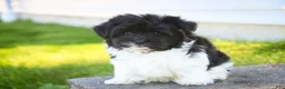 Havanese dogs for sale: Goldie Havanese  - Ad 2