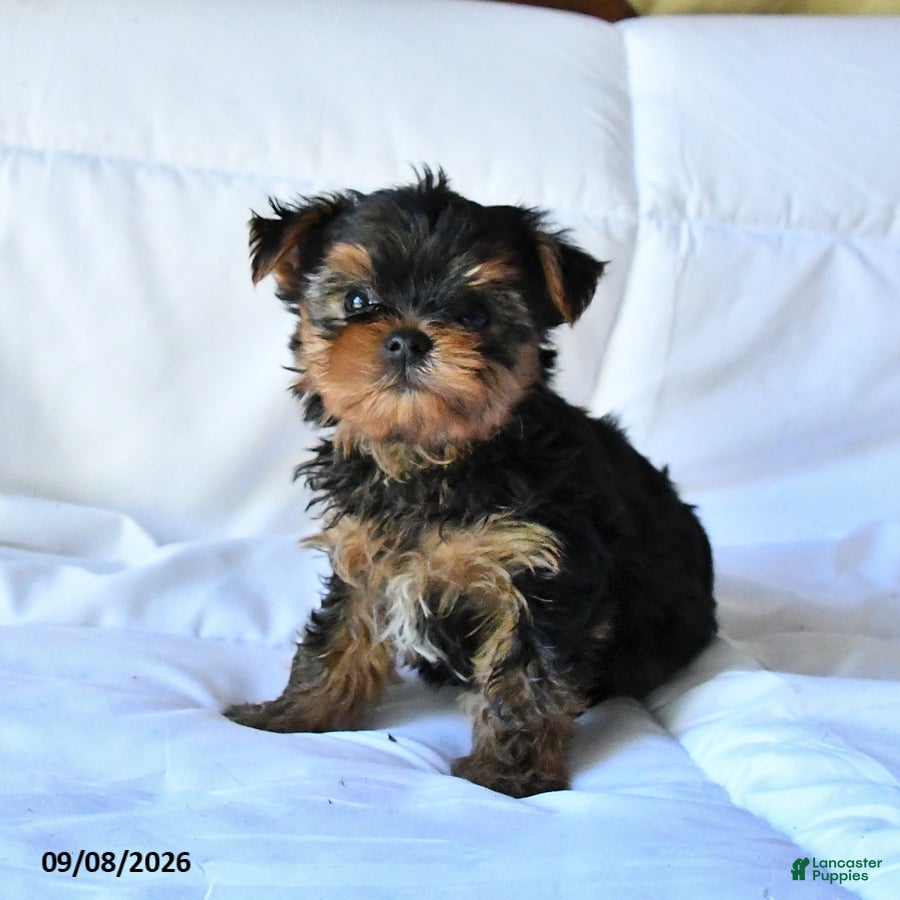 Yorkshire Terrier dogs Bandit - Ad 2