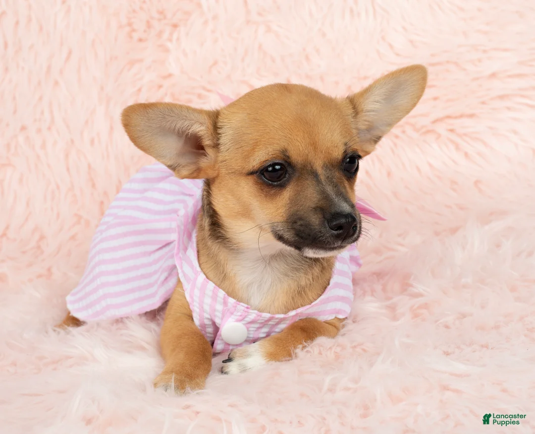 Chihuahua dogs for sale: Chloe - Ad 2
