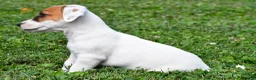 Jack Russell Terrier dogs for sale: Buster - Ad 8