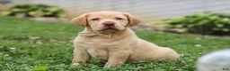Labrador Retriever dogs for sale: Flora - Ad 6