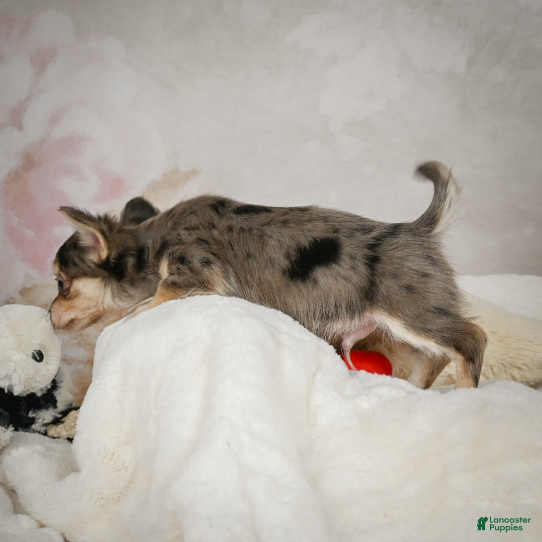 Chihuahua dogs for sale: Geronimo - Ad 5