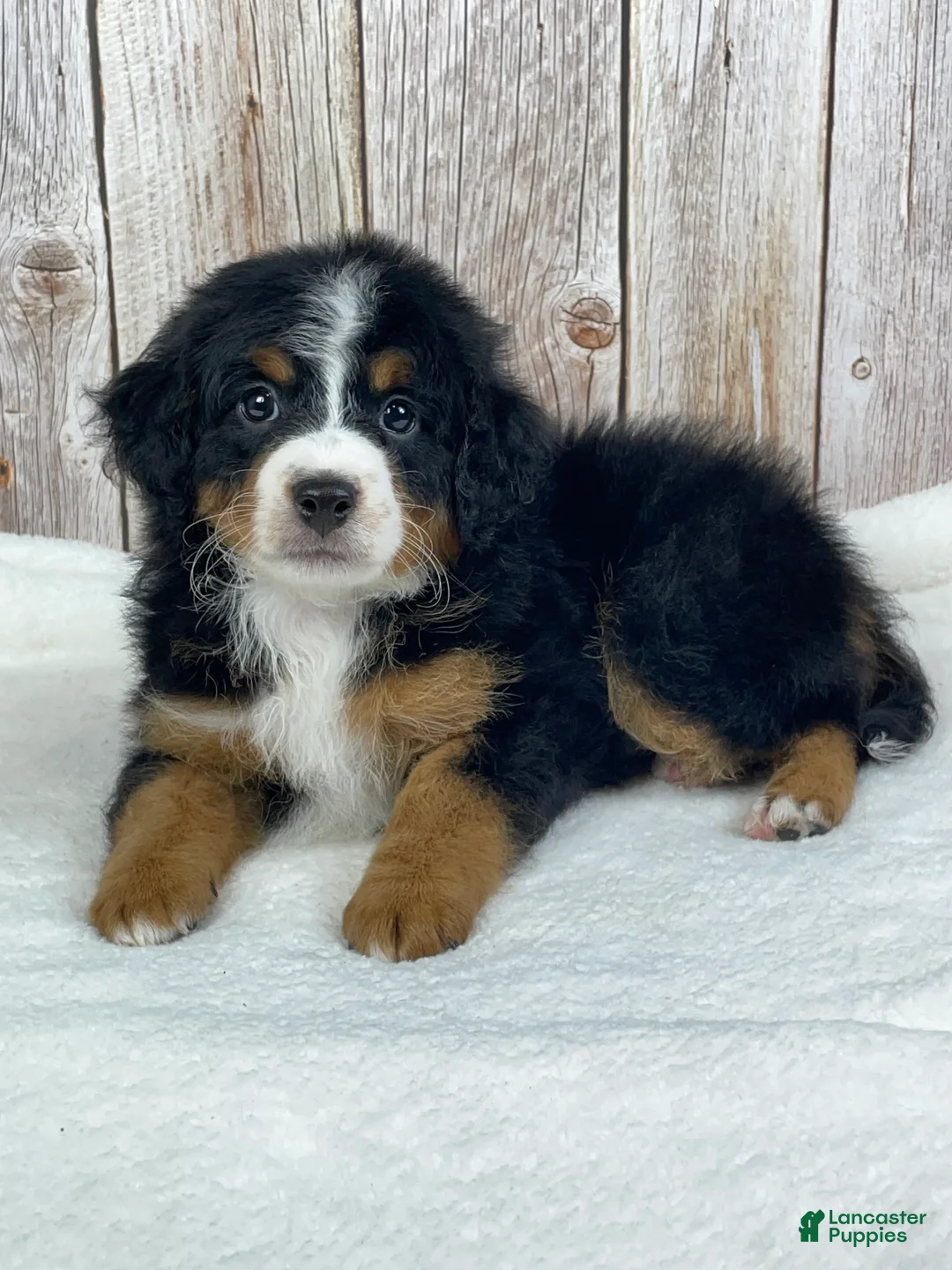 Mini Bernedoodle dogs for sale: Hershey Mini Bernedoodle  - Ad 2