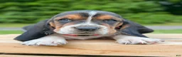 Basset Hound dogs for sale: Charlie - Ad 4