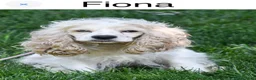 Cocker Spaniel dogs for sale: Cocker Spaniel Puppy 5 Female - Ad 3