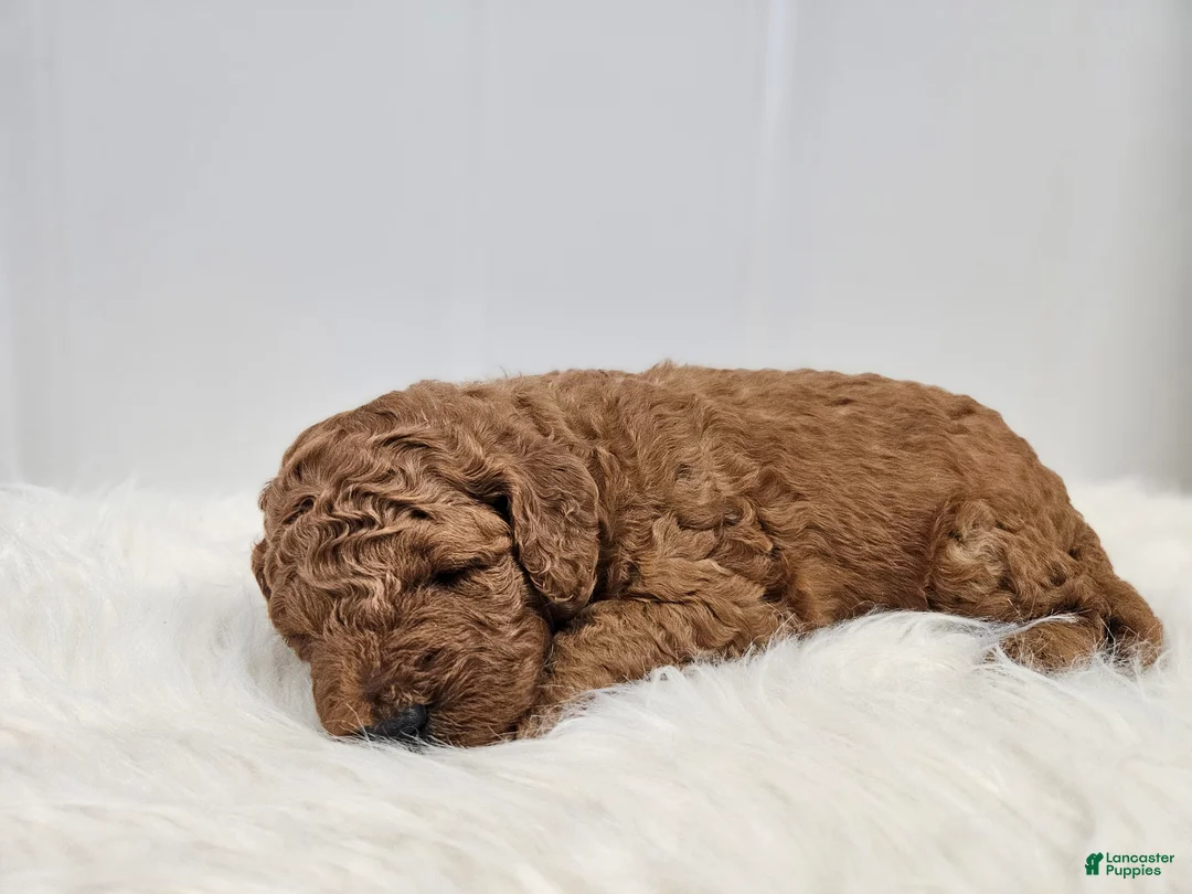 Mini Goldendoodle dogs for sale: Brady - Ad 2