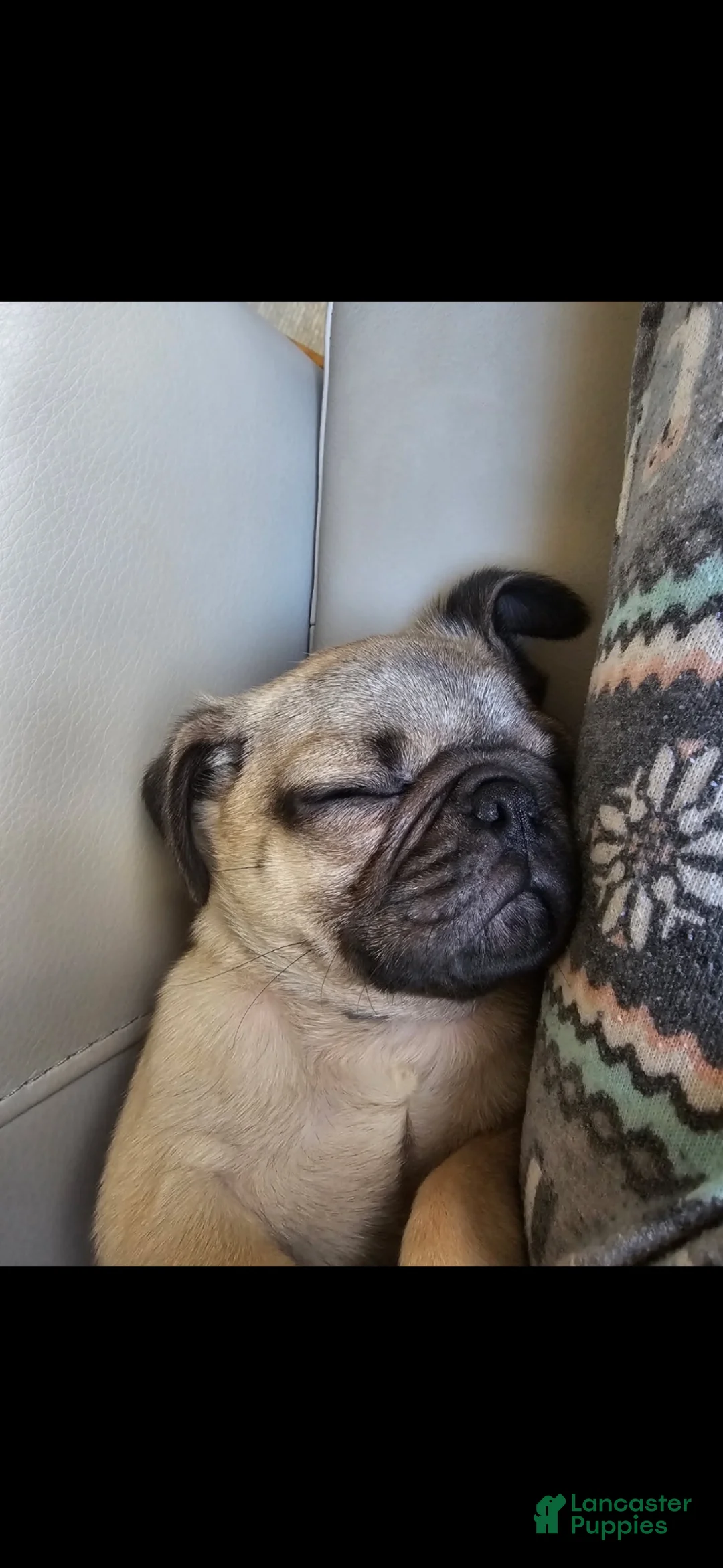 Pug dogs for sale: Echo  - Ad 7