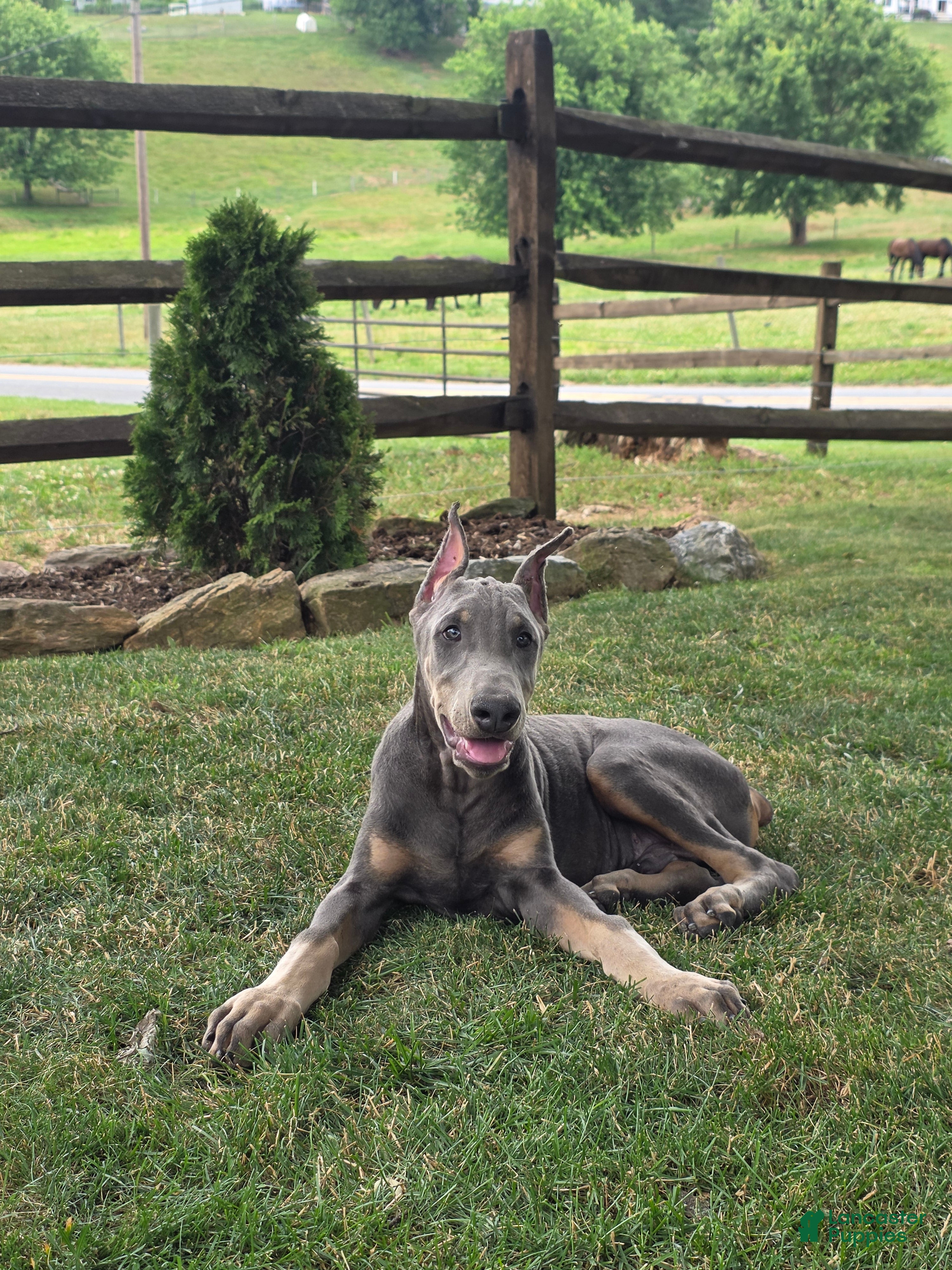 Doberman Pinscher dogs Jacob - Ad 2