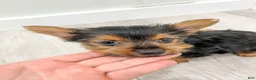Yorkshire Terrier dogs for sale: Jackie - Ad 6