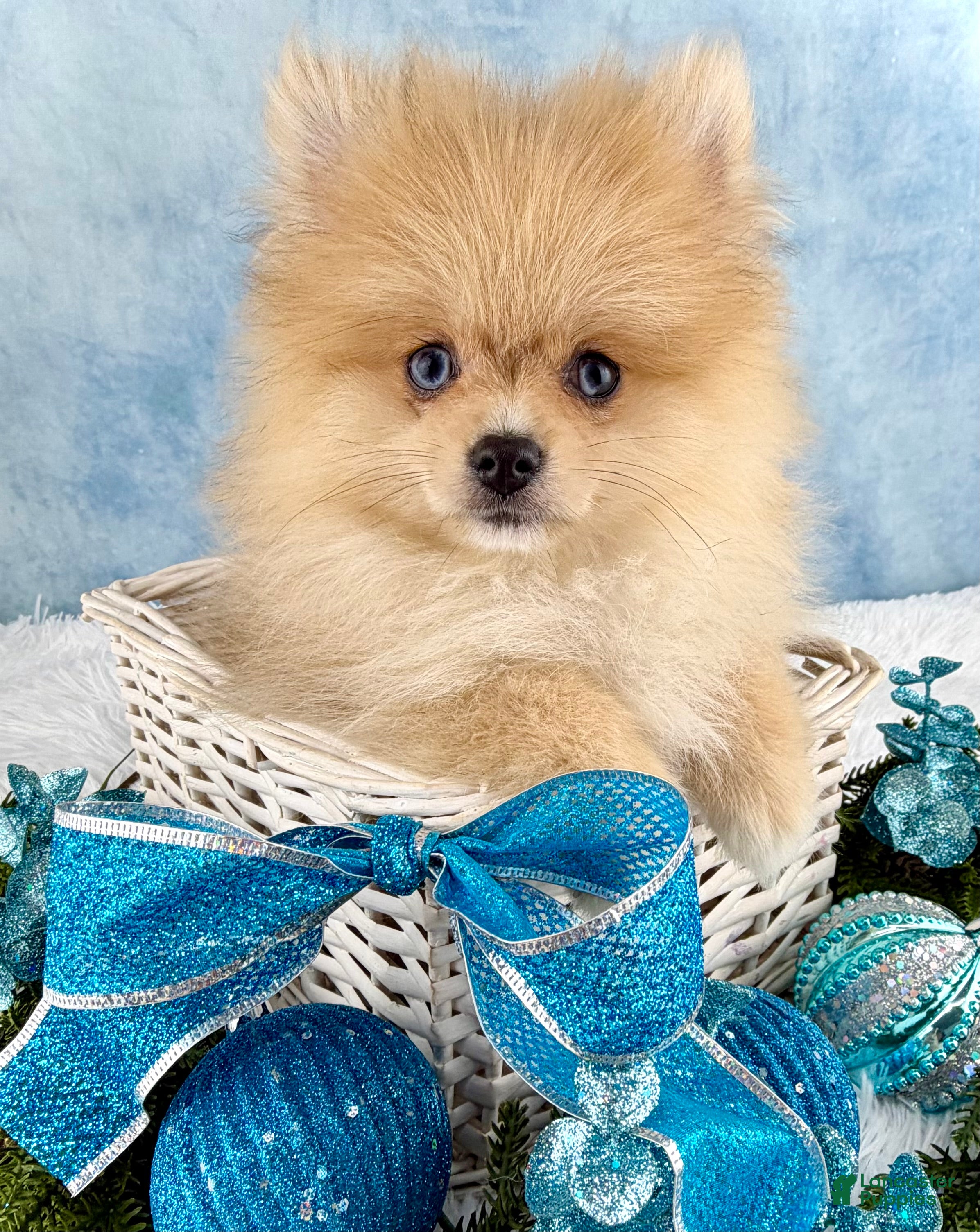 Pomeranian dogs Pomeranian Puppy 2 - Ad 12