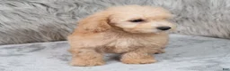 Mini Goldendoodle dogs for sale: Max ID: 3856 - Ad 3