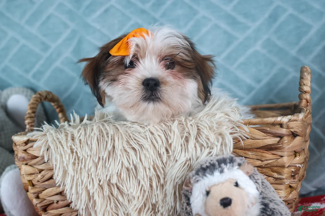 Teddy Bear dogs for sale: GEORGE - Ad 11