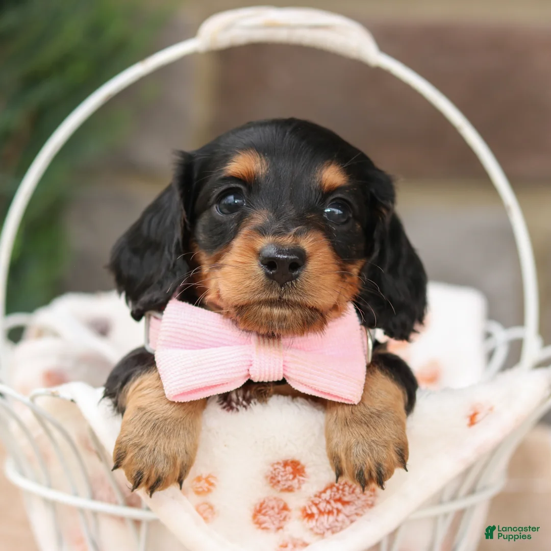 Miniature Dachshund dogs for sale: Jackie - Ad 1