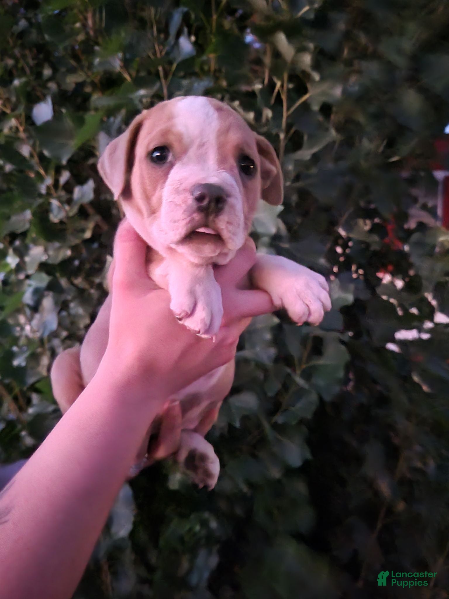 English Bulldog dogs Blue Fawn and white  - Ad 29