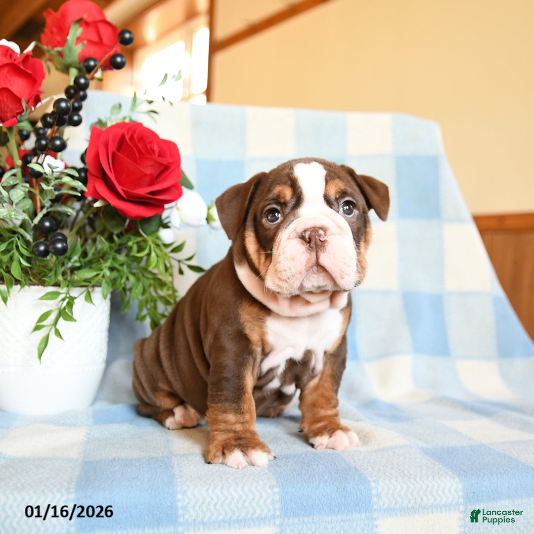 English Bulldog dogs for sale: Susie - Ad 1