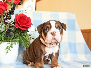 English Bulldog dogs Susie - Ad 31