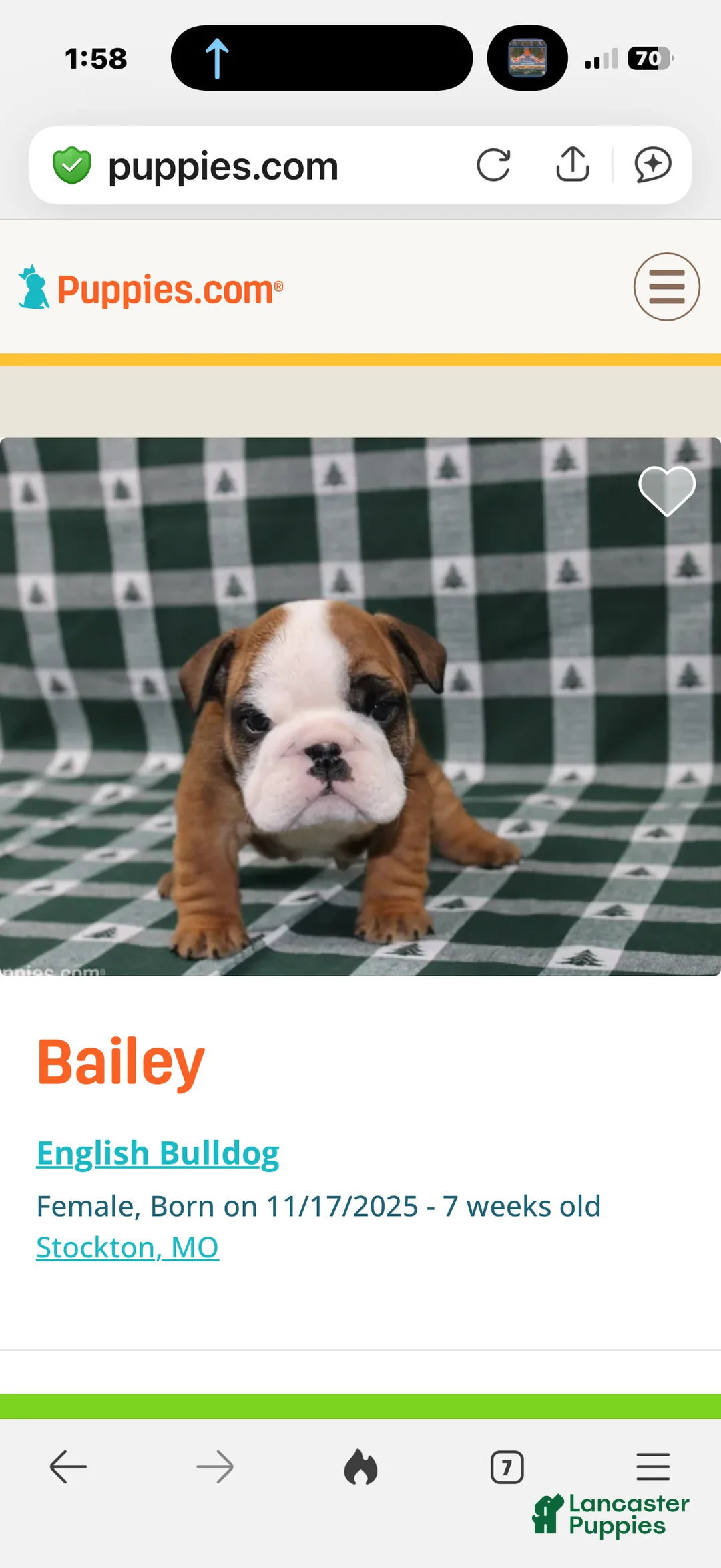 English Bulldog dogs for sale: English Bulldog Puppy 1 - Ad 4