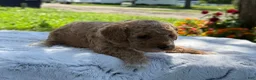 Mini Goldendoodle dogs for sale: Goldilocks - Ad 4