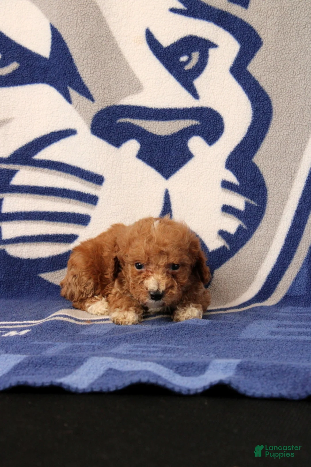 Toy Poodle dogs for sale: Josiah - Ad 4