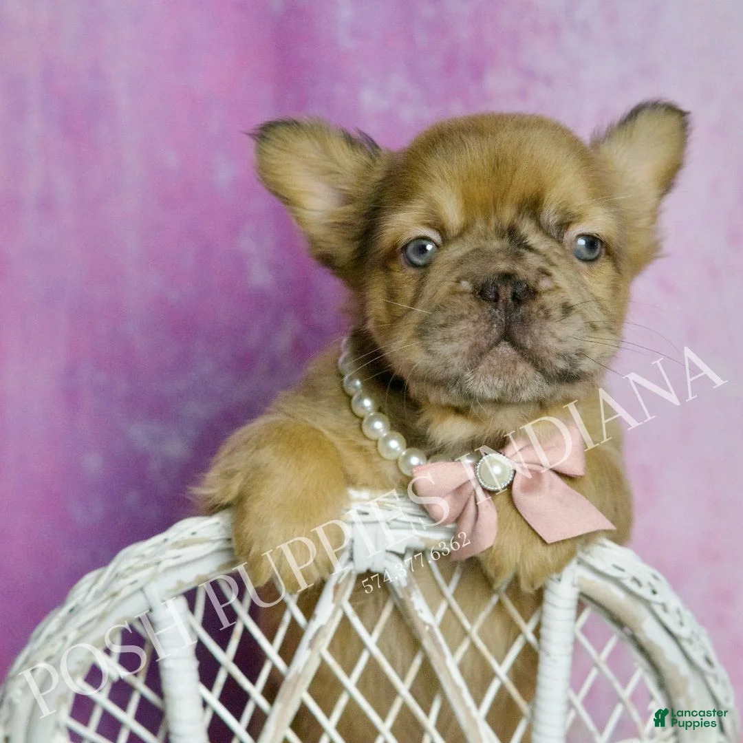 French Bulldog dogs for sale: Diva - Ad 3