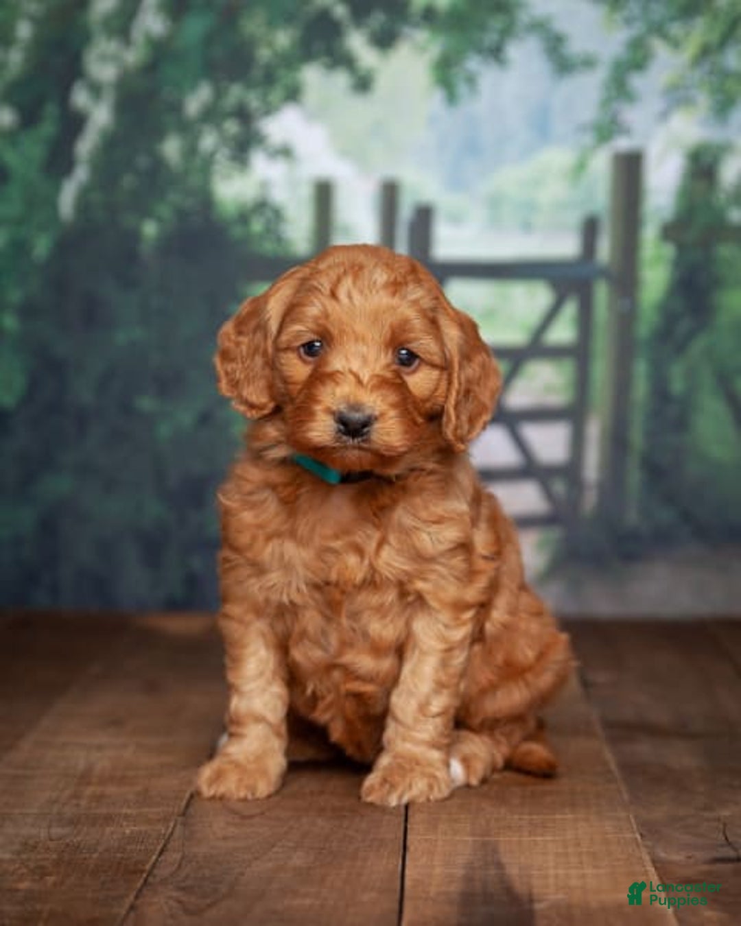 Gallery Image {{count}}