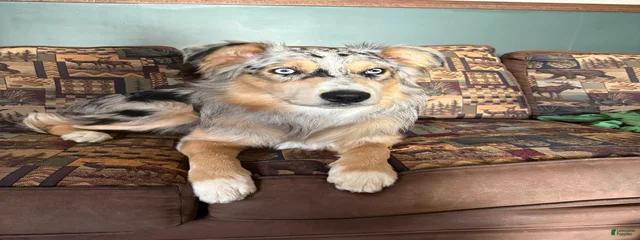 Milo