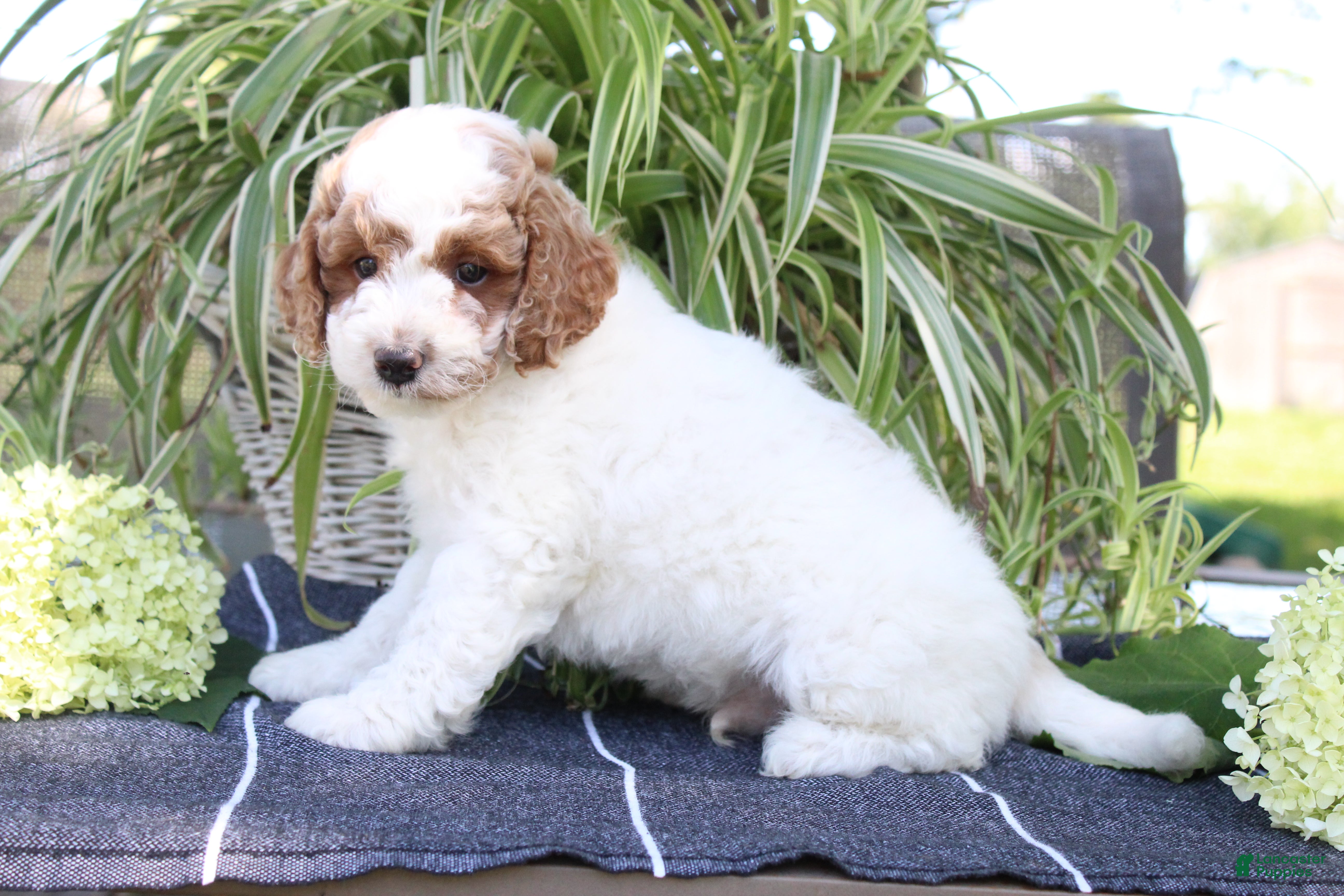 Mini Goldendoodle dogs Sprinkles - Ad 2