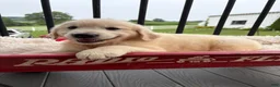 Golden Retriever dogs for sale: Gunner - Ad 11