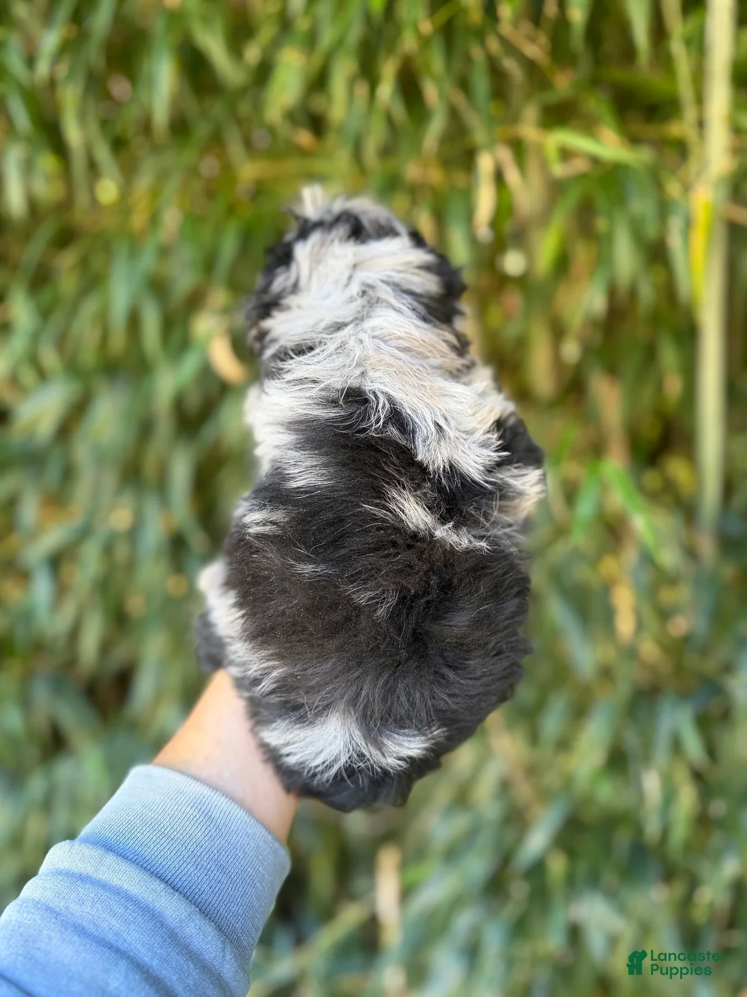 Aussiedoodle dogs for sale: Aussiedoodle 1 - Ad 2