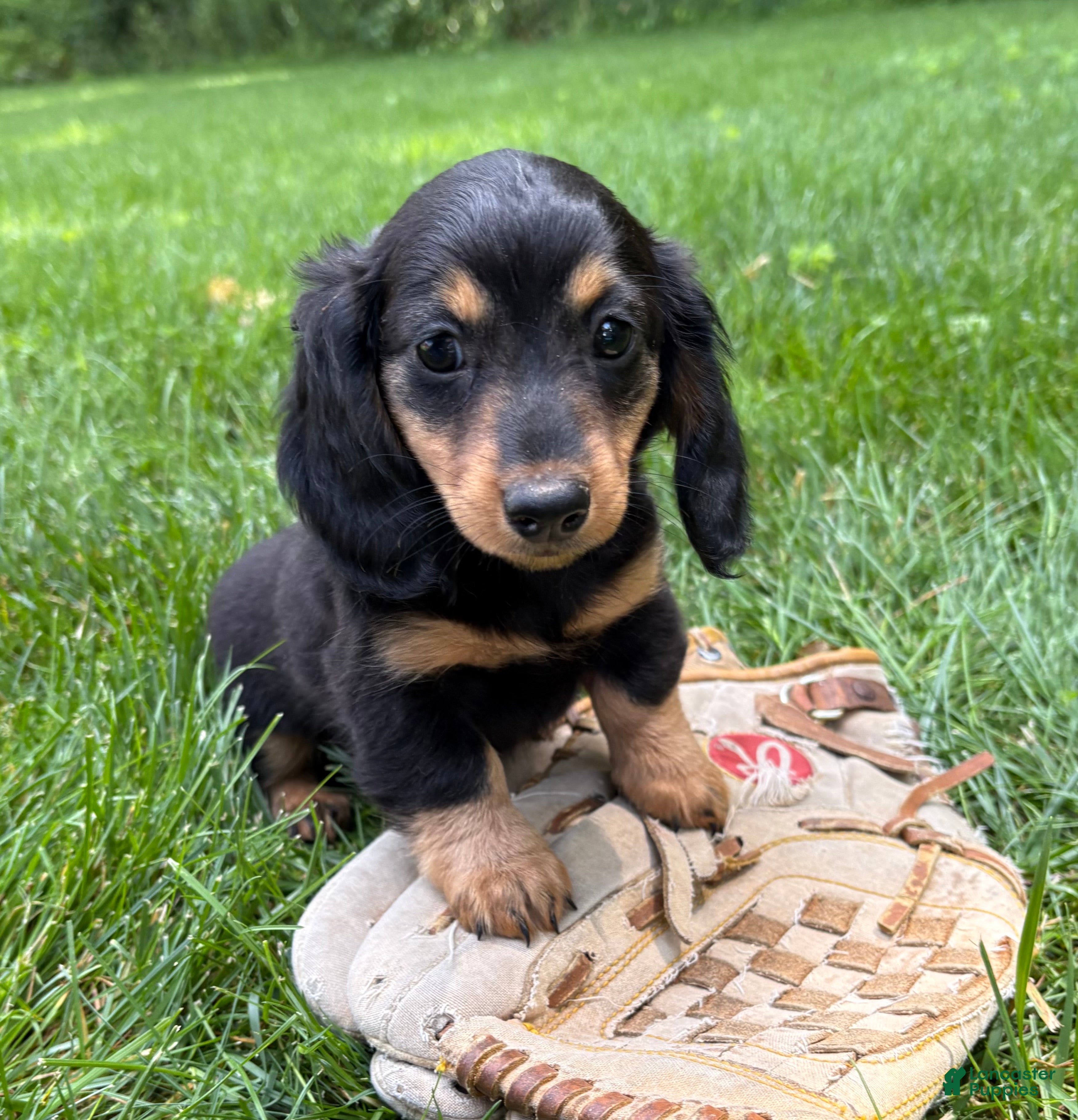 Miniature Dachshund dogs Olive - Ad 1