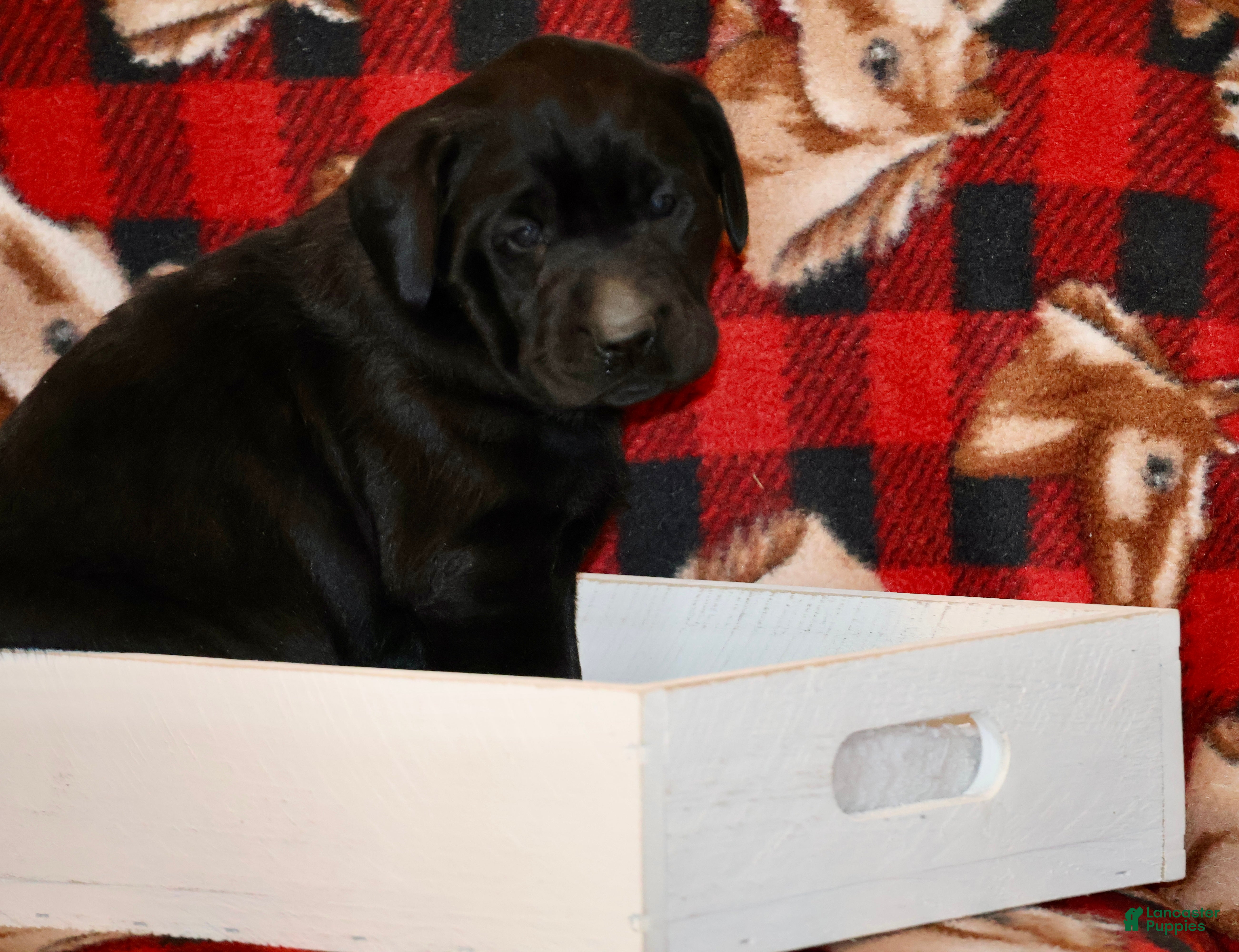 Labrador Retriever dogs Daisy  - Ad 14