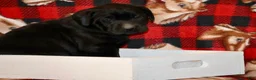 Labrador Retriever dogs for sale: Daisy  - Ad 1