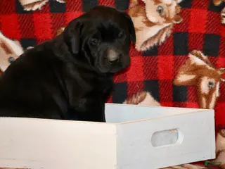 Labrador Retriever dogs Daisy - Ad 14