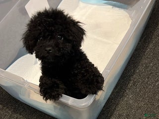 Toy Poodle dogs Toy Poodle Puppy 1 - Ad 9