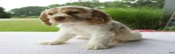 Cocker Spaniel dogs for sale: Rasco - Ad 3