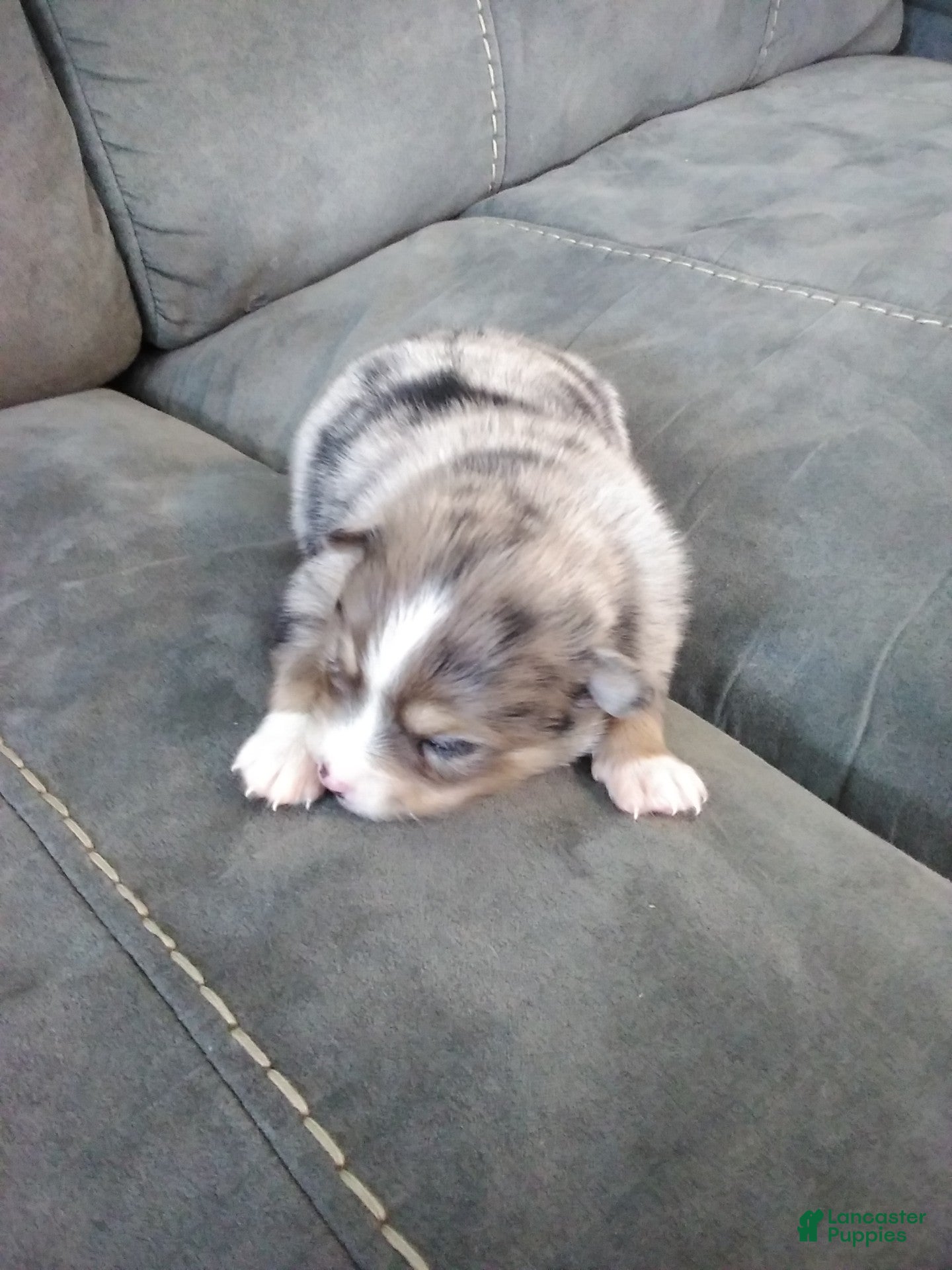 Pomsky dogs boe - Ad 5