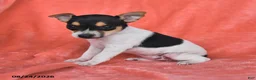 Rat Terrier dogs for sale: Flicka - Ad 3