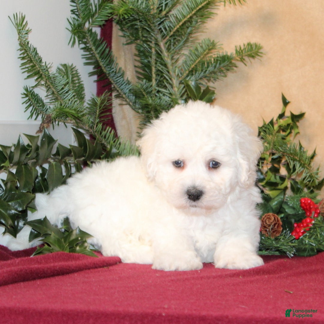 Bichon Frise dogs for sale: Dunkin - Ad 4