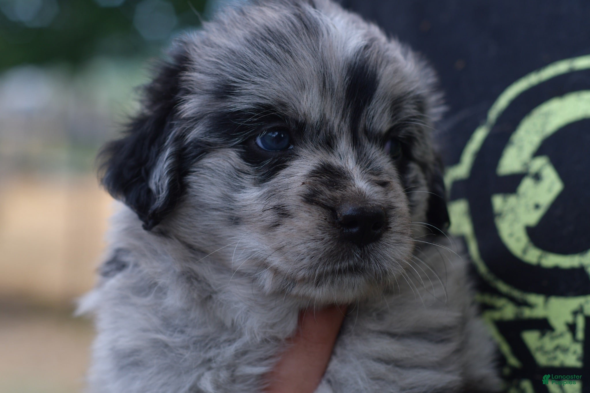 Mixed Breed dogs Buckle, female golden Aussie  - Ad 2
