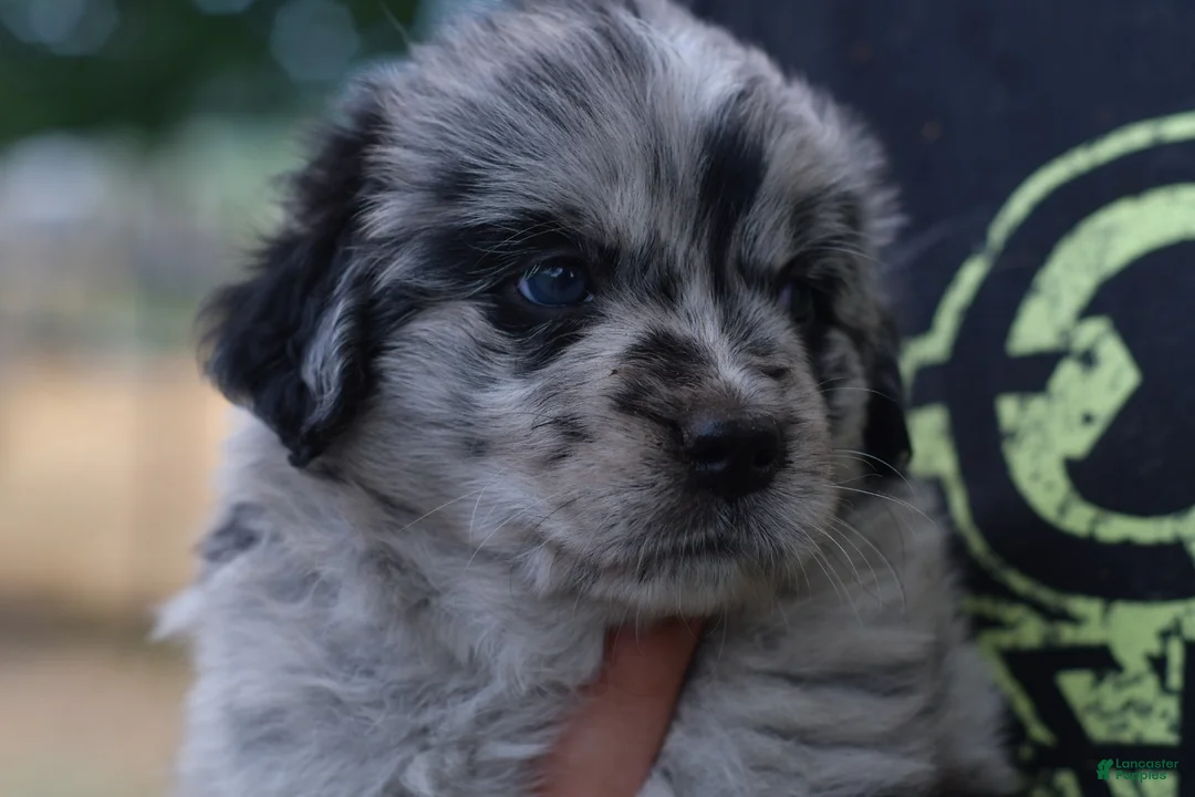 Mixed Breed dogs for sale: Buckle, female golden Aussie  - Ad 2