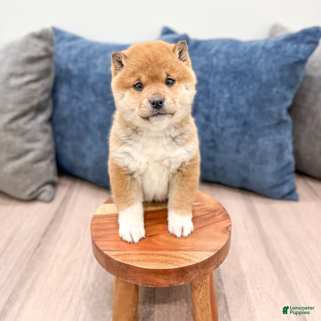Shiba Inu dogs for sale: Kingsley - Ad 2