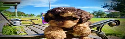 Havapoo dogs for sale: Jazz-LABOR DAY SALE-TAKE $100 OFF!!! - Ad 4
