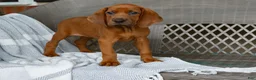 Redbone Coonhound dogs for sale: Belle - Ad 3