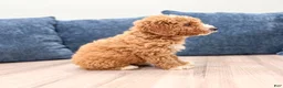 Mini Goldendoodle dogs for sale: Meerah - Ad 3